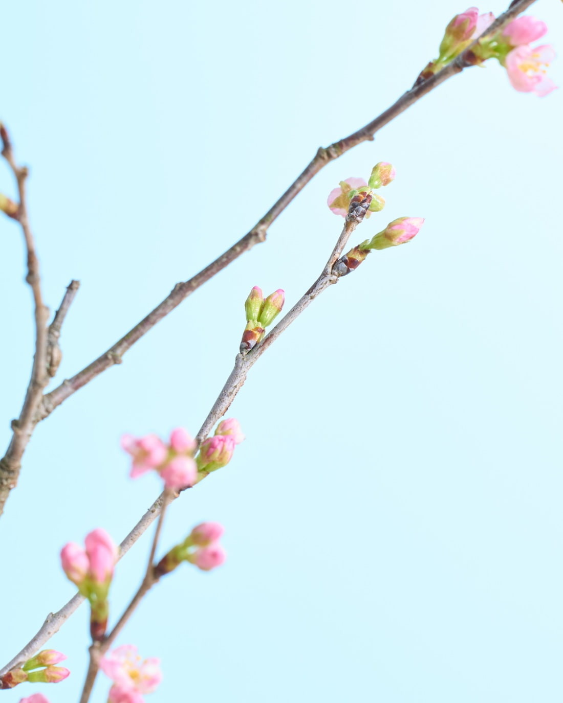 【今季販売終了】［フレッシュフラワー］花開く姿を楽しめる啓翁桜