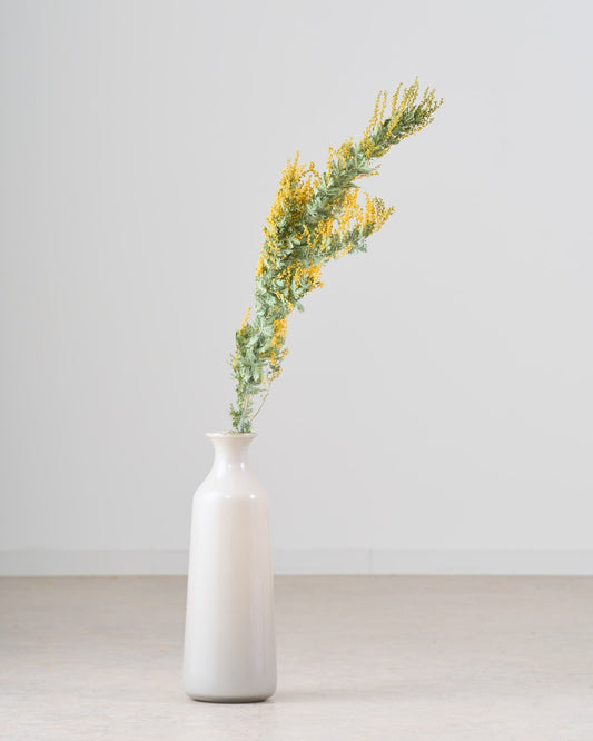 ［BIGボタニカル｜ドライ］ミモザ（ 銀葉アカシア）