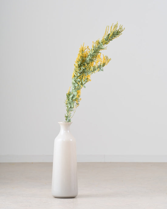 ［BIGボタニカル｜ドライ］ミモザ（ 銀葉アカシア）