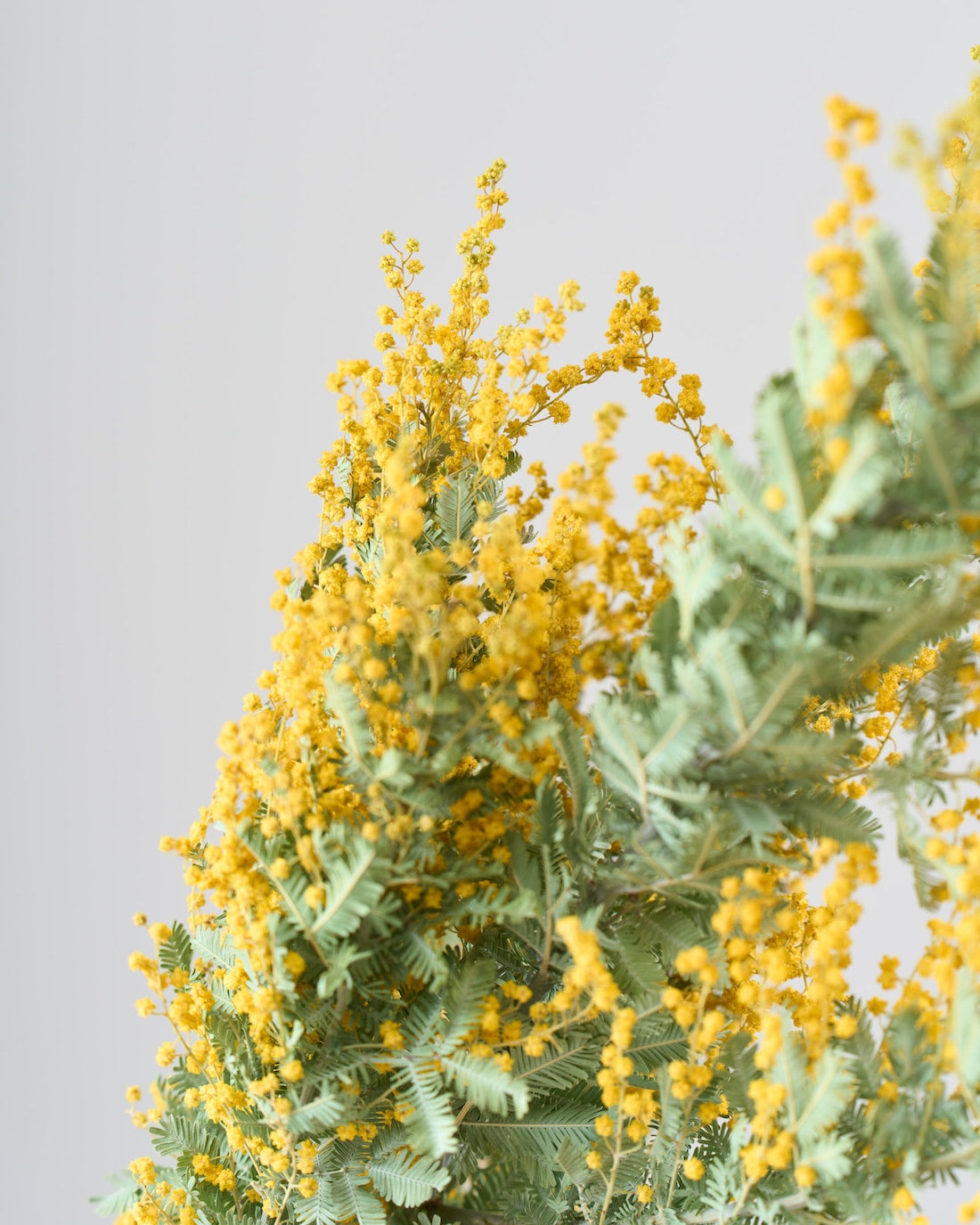 BIGボタニカル｜ドライ］ミモザ（ 銀葉アカシア） 商品ページ - 土と風