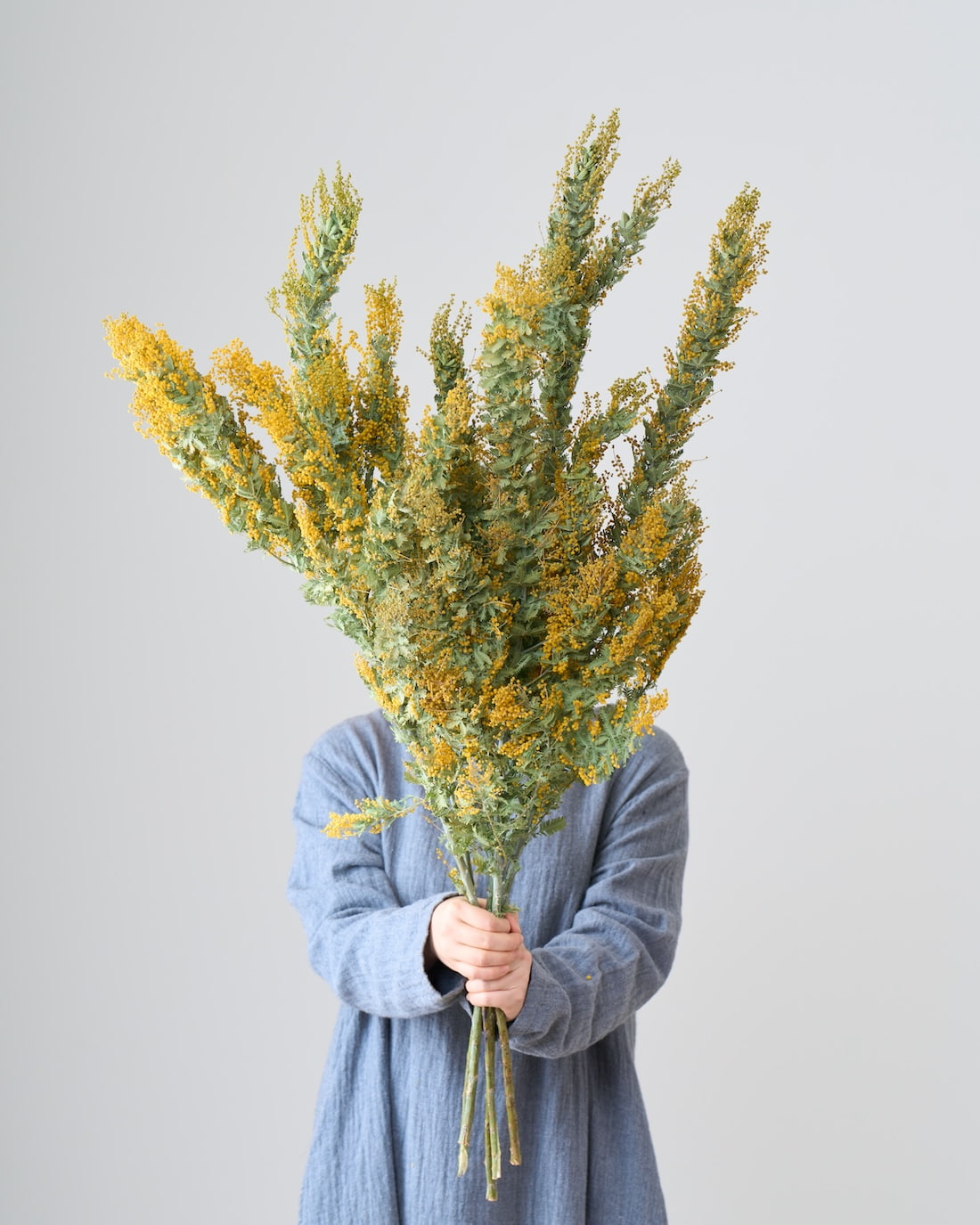 BIGボタニカル｜ドライ］ミモザ（ 銀葉アカシア） 商品ページ - 土と風
