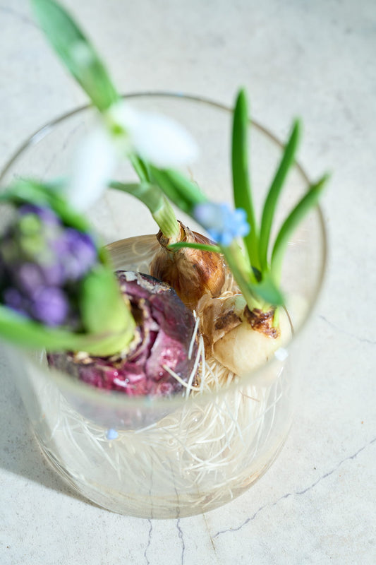 ［フレッシュグリーン］春待つ球根 3種セット