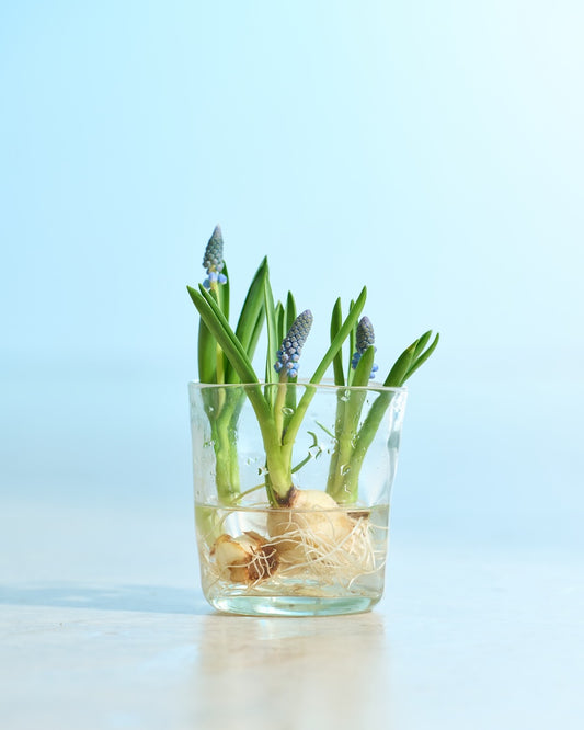 ［フレッシュグリーン］春待つ球根 ムスカリ