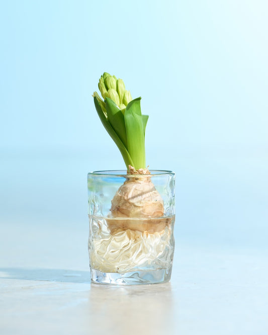 ［フレッシュグリーン］春待つ球根 ヒヤシンス