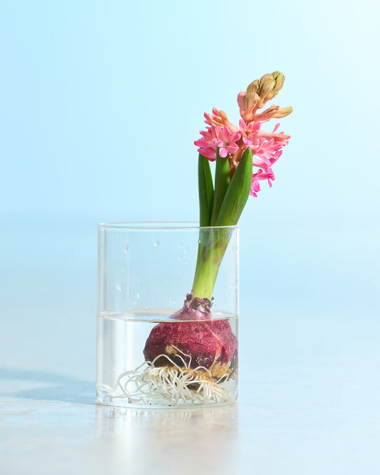 ［フレッシュグリーン］春待つ球根 ヒヤシンス