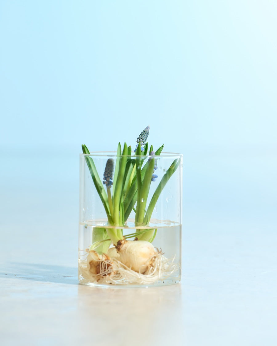 6月発送ご希望 ムスカリ球根 球根 ムスカリ 3種混合 【花球根 10球】｜ 【植物のITANSE】全品