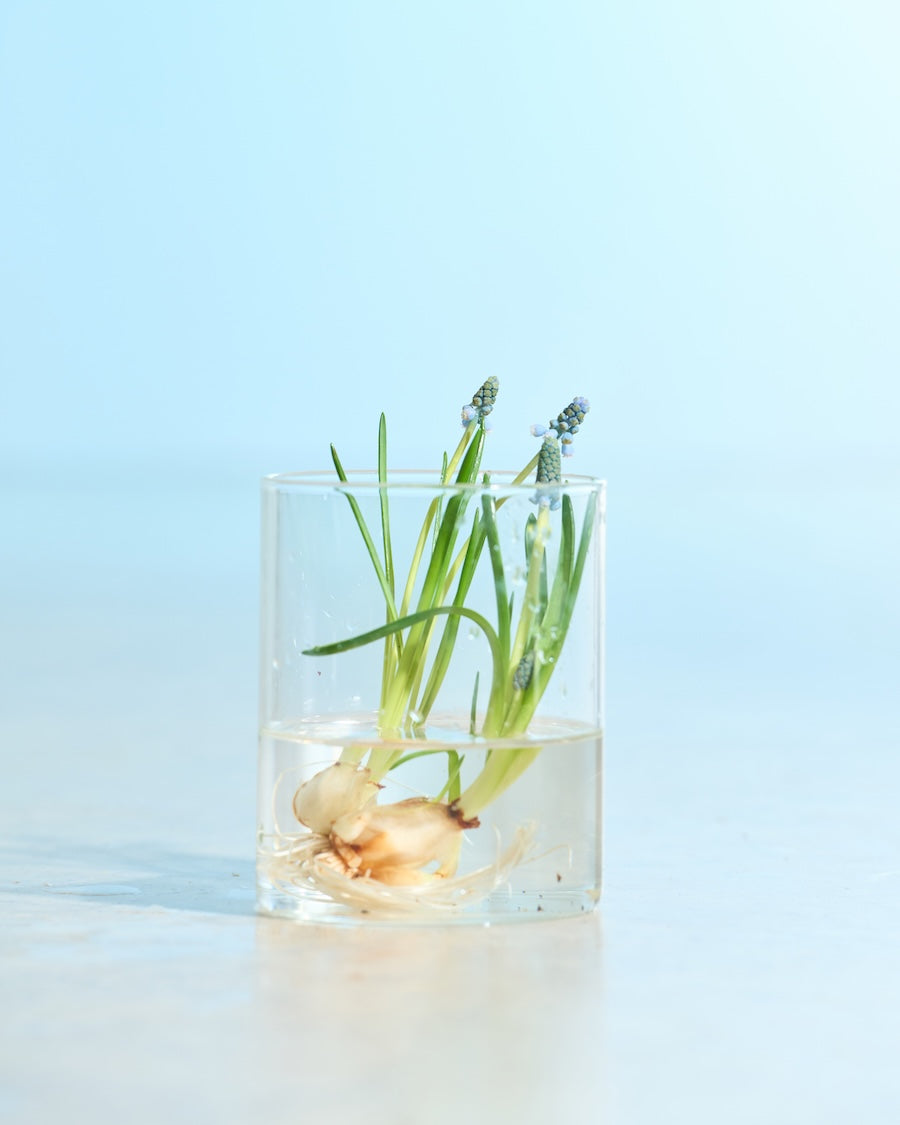 フレッシュグリーン］春待つ球根 ムスカリ - 土と風の植物園