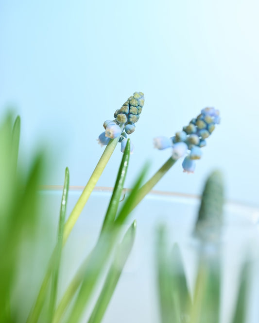 ［フレッシュグリーン］春待つ球根 ムスカリ