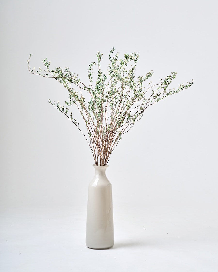 ［BIGボタニカル｜ドライ］コデマリ