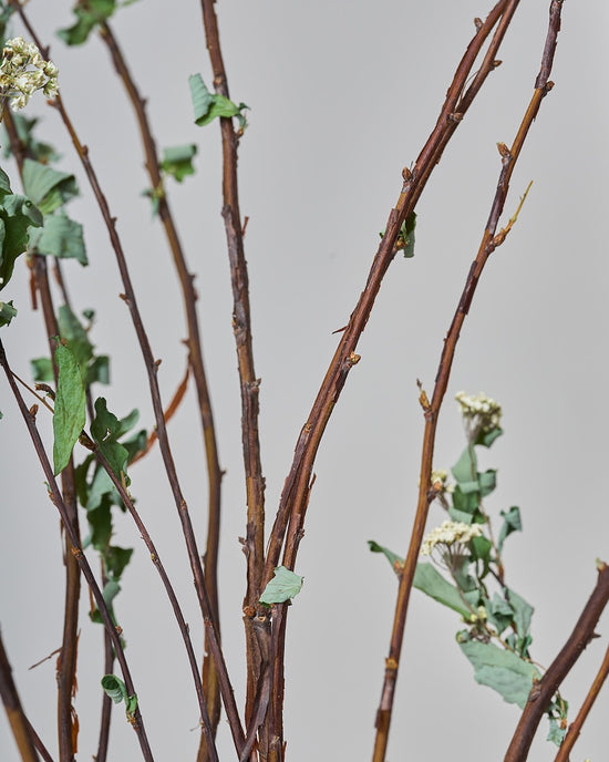 ［BIGボタニカル｜ドライ］コデマリ