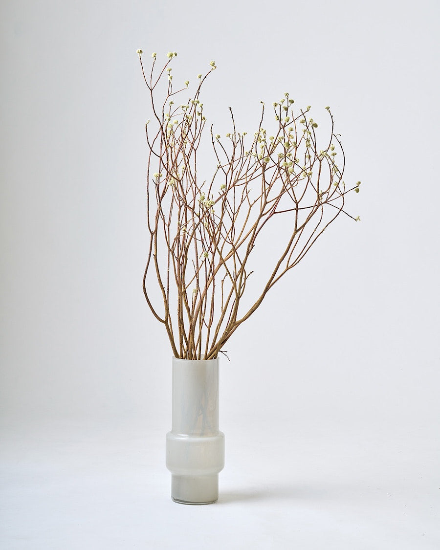 ［BIGボタニカル｜ドライ］ミツマタ