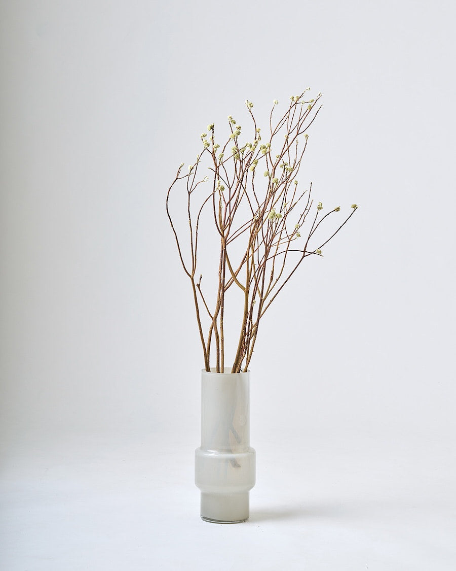 ［BIGボタニカル｜ドライ］ミツマタ