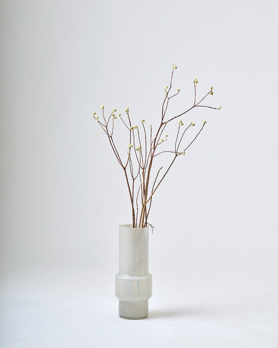 ［BIGボタニカル｜ドライ］ミツマタ