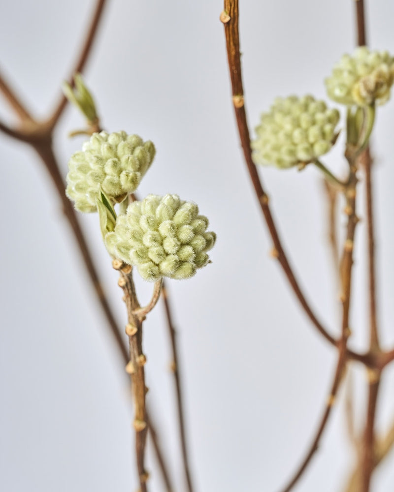 凛とした枝先に、春の気配を宿して