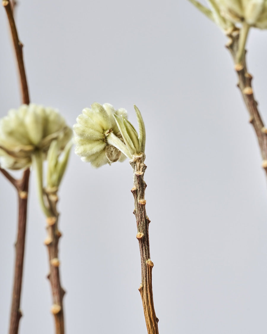 ［BIGボタニカル｜ドライ］ミツマタ