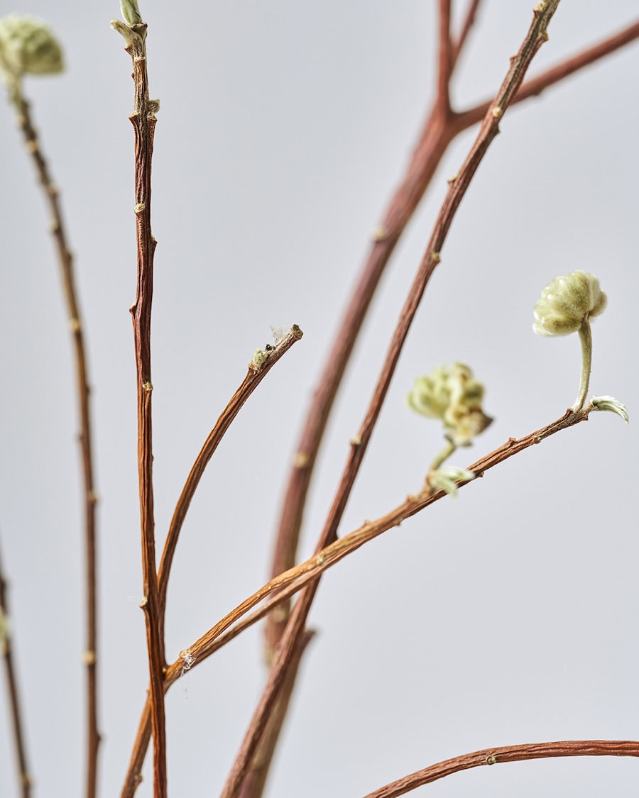 ［BIGボタニカル｜ドライ］ミツマタ