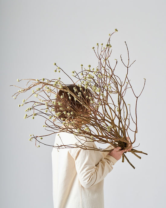 ［BIGボタニカル｜ドライ］ミツマタ