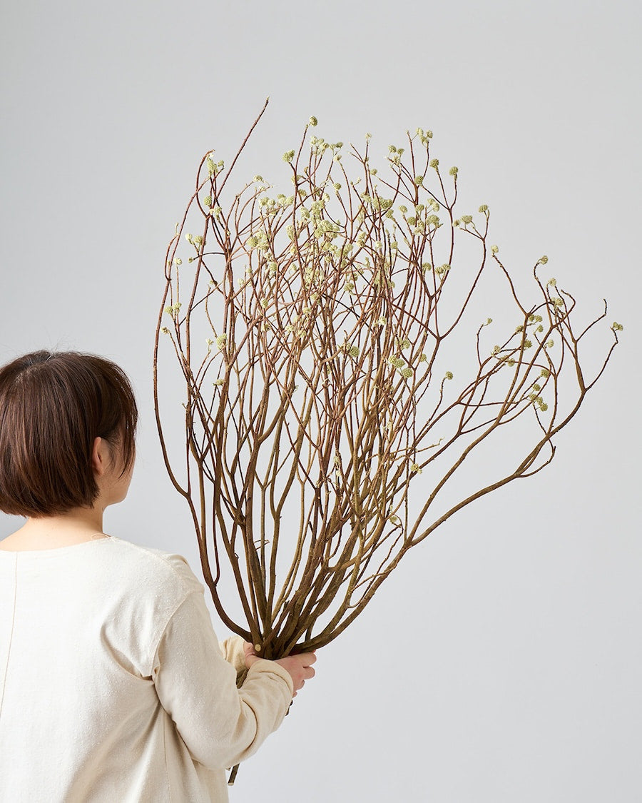 ［BIGボタニカル｜ドライ］ミツマタ