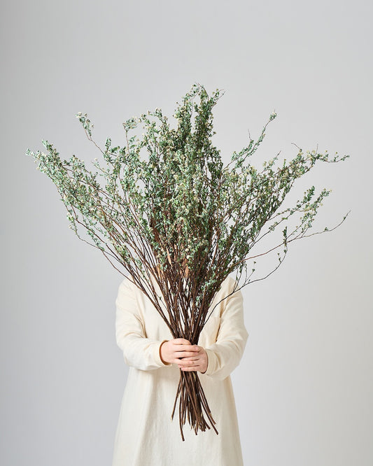 ［BIGボタニカル｜ドライ］コデマリ