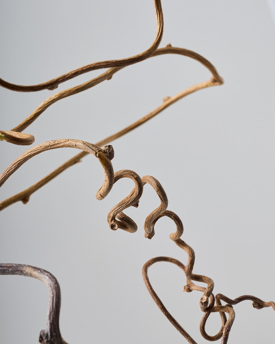 ［BIGボタニカル｜ドライ］キウイのつる