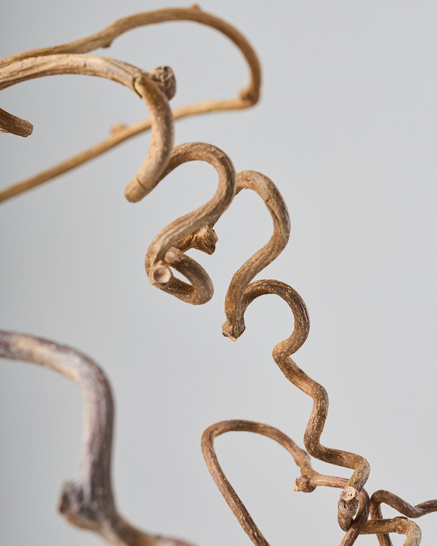 ［BIGボタニカル｜ドライ］キウイのつる