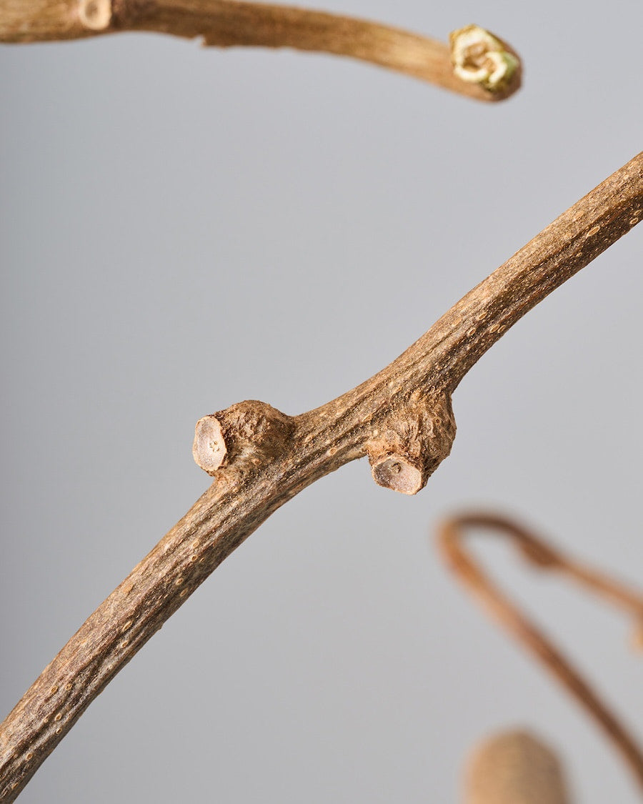 ［BIGボタニカル｜ドライ］キウイのつる