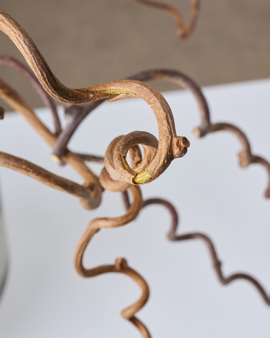 ［BIGボタニカル｜ドライ］キウイのつる