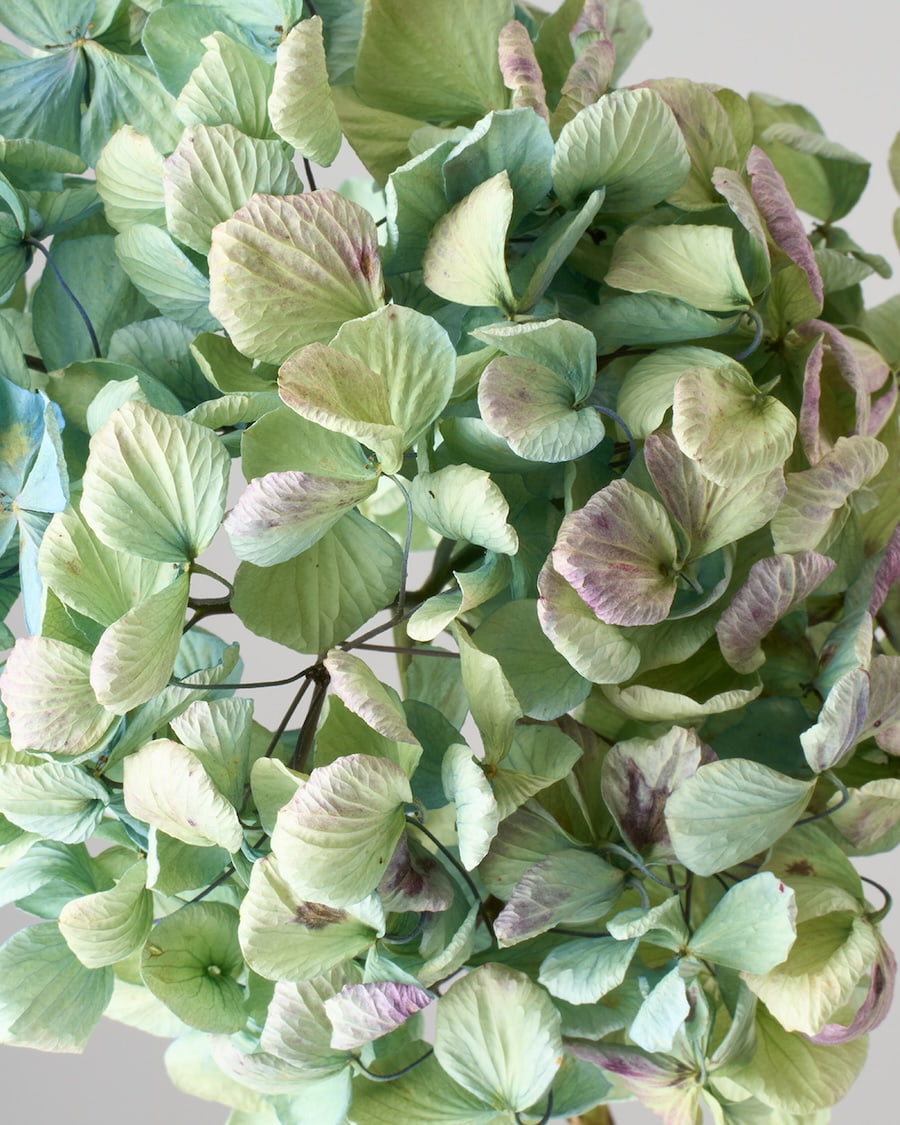 ［ドライフラワー］淡霞をまとう、ブルーグリーンの紫陽花