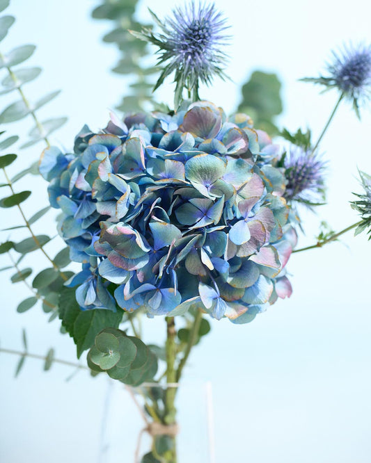 フレッシュからドライへ。育てるスワッグ［はじめてセット］