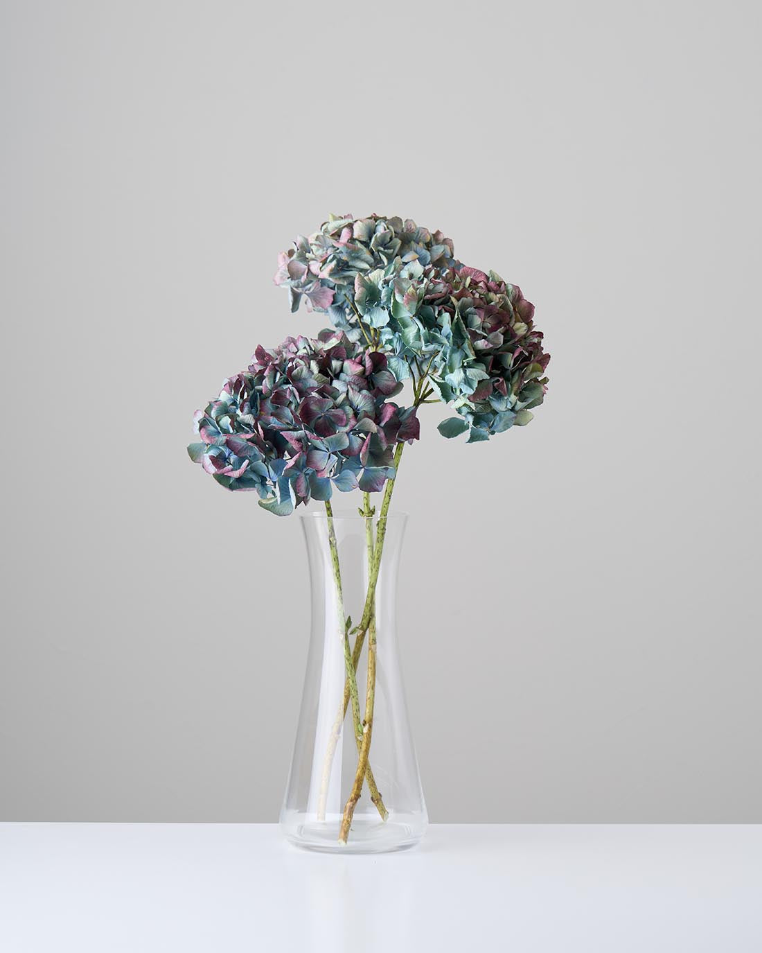 ［ドライフラワー］マジックアワーに染まる紫陽花