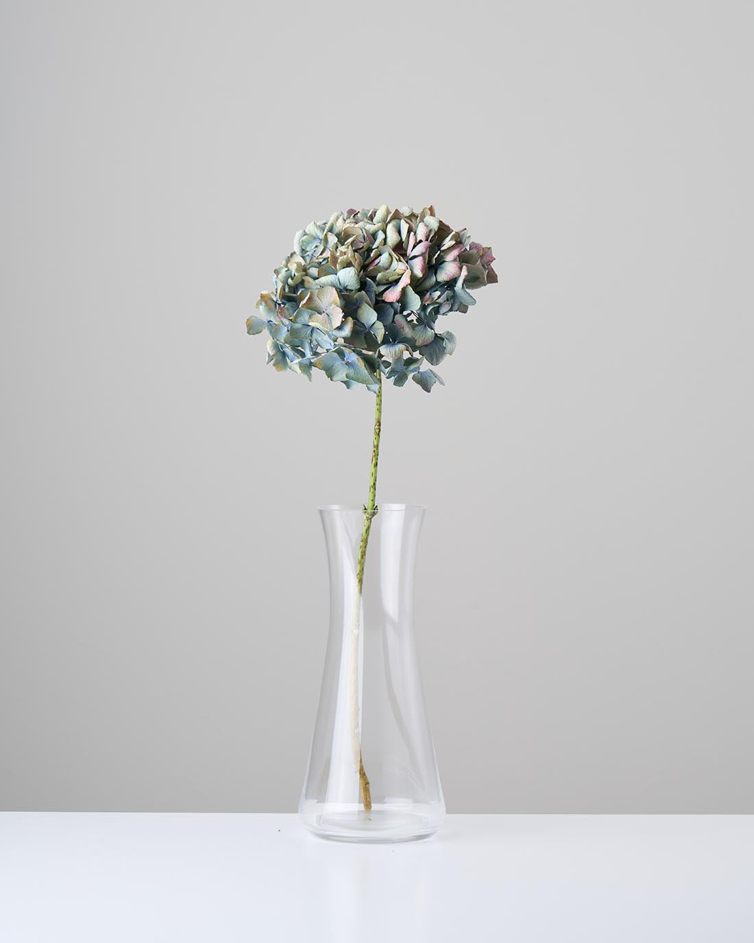 ［ドライフラワー］マジックアワーに染まる紫陽花