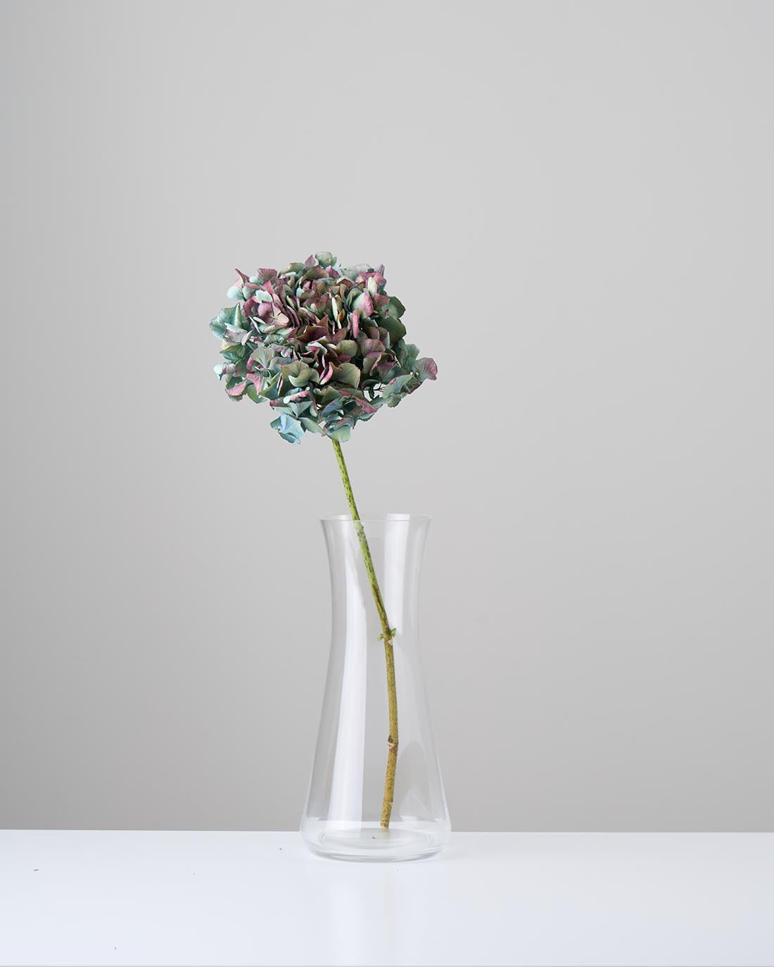 ［ドライフラワー］マジックアワーに染まる紫陽花