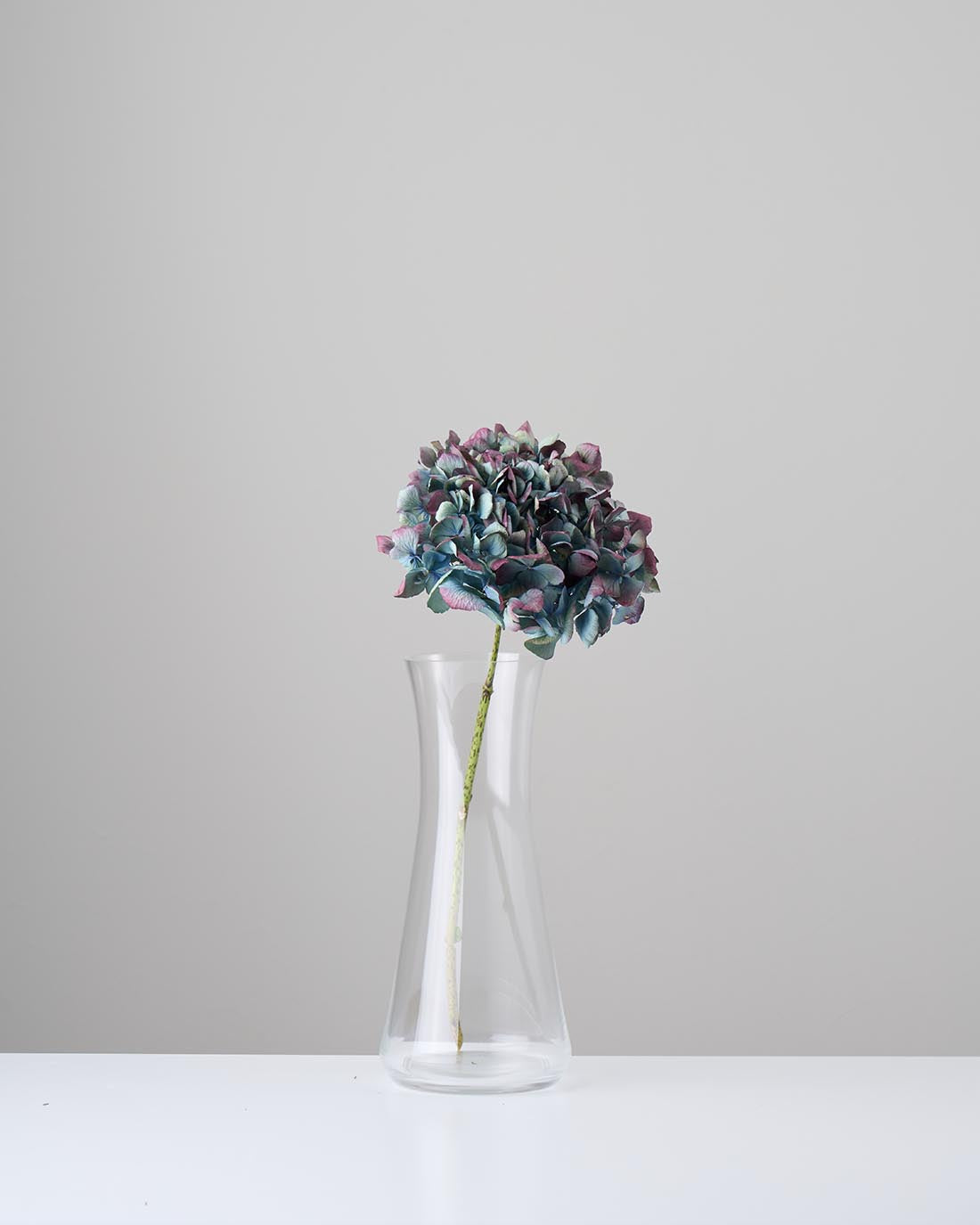 ［ドライフラワー］マジックアワーに染まる紫陽花