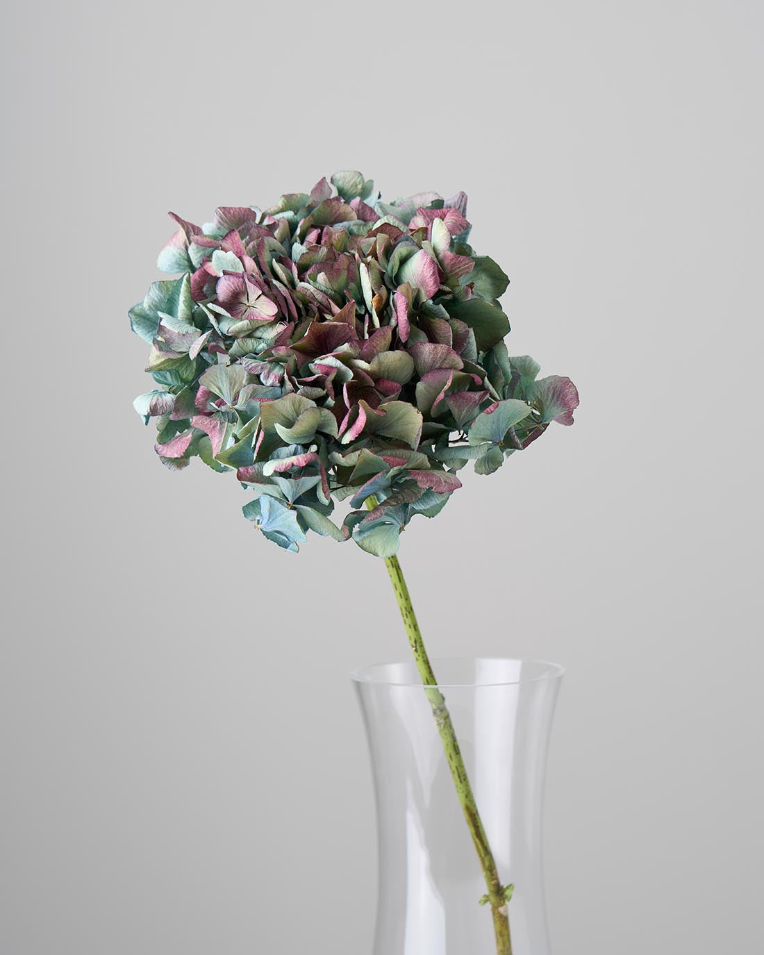 ［ドライフラワー］マジックアワーに染まる紫陽花