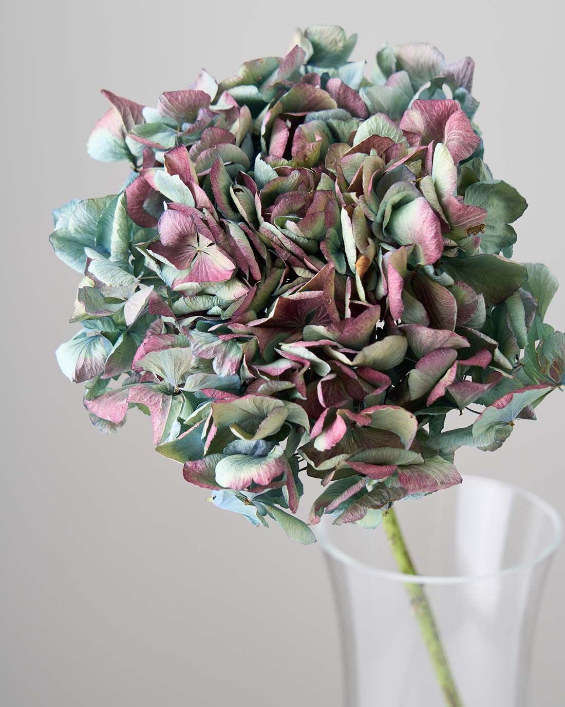 ［ドライフラワー］マジックアワーに染まる紫陽花