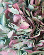 ［ドライフラワー］マジックアワーに染まる紫陽花