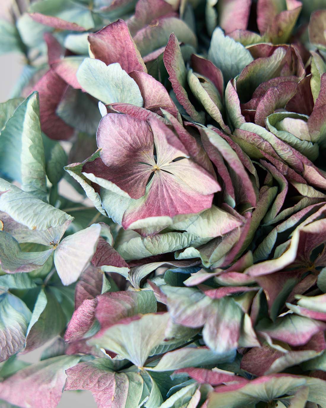 ［ドライフラワー］マジックアワーに染まる紫陽花