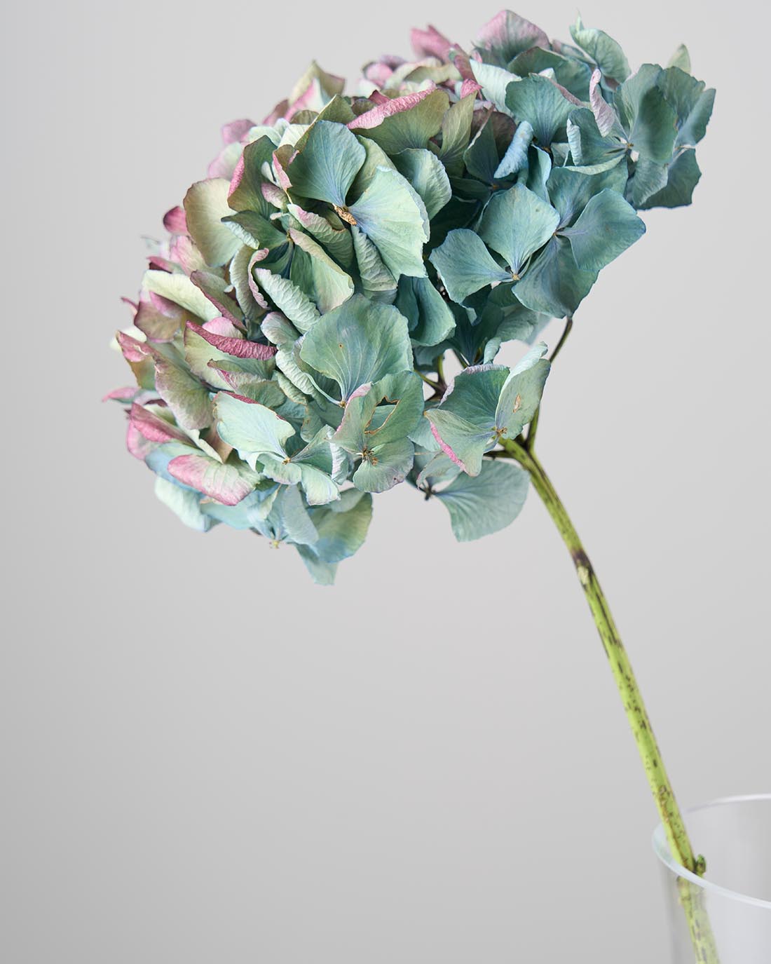 ［ドライフラワー］マジックアワーに染まる紫陽花