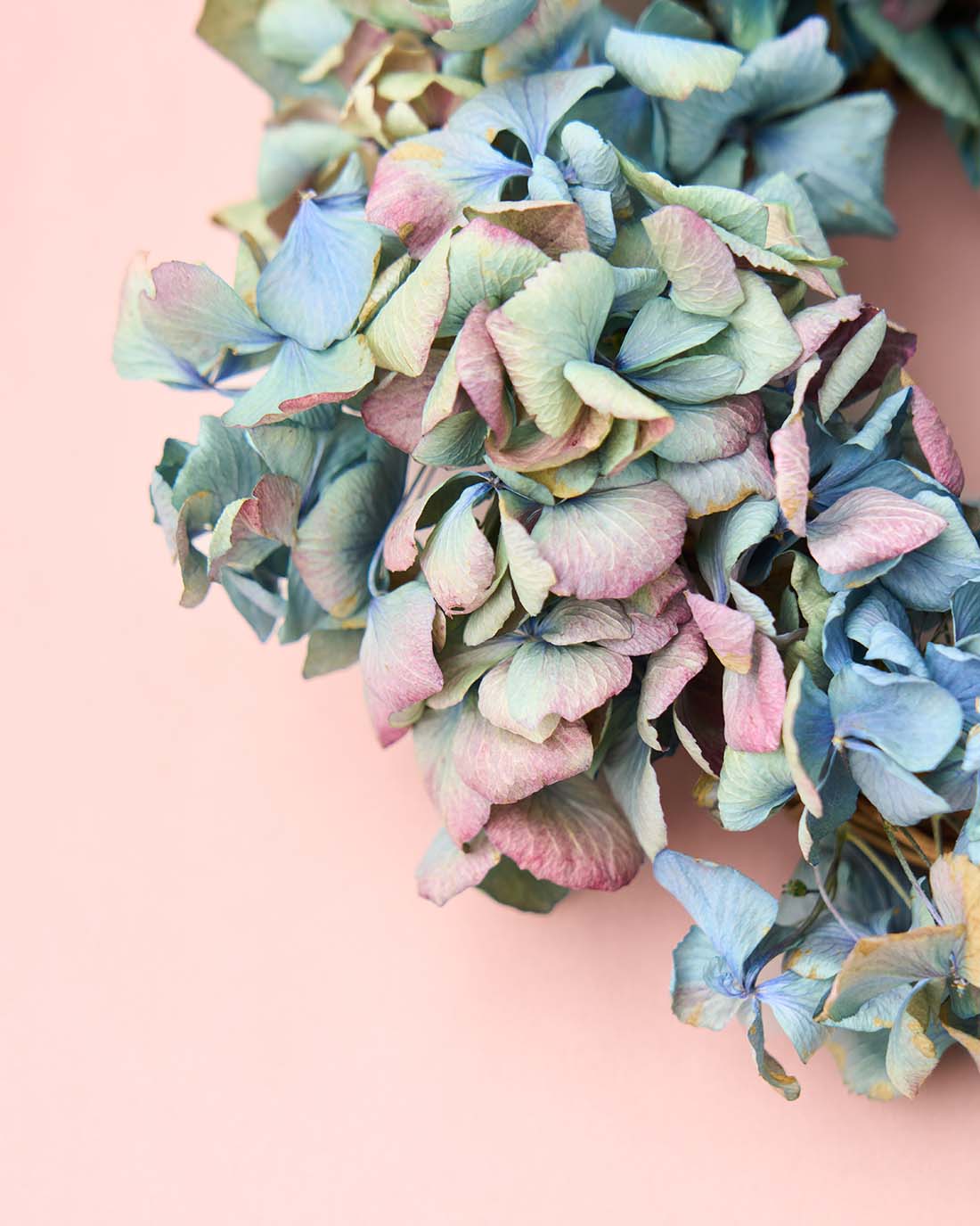 ＜マジックアワー＞紫陽花のミニリース