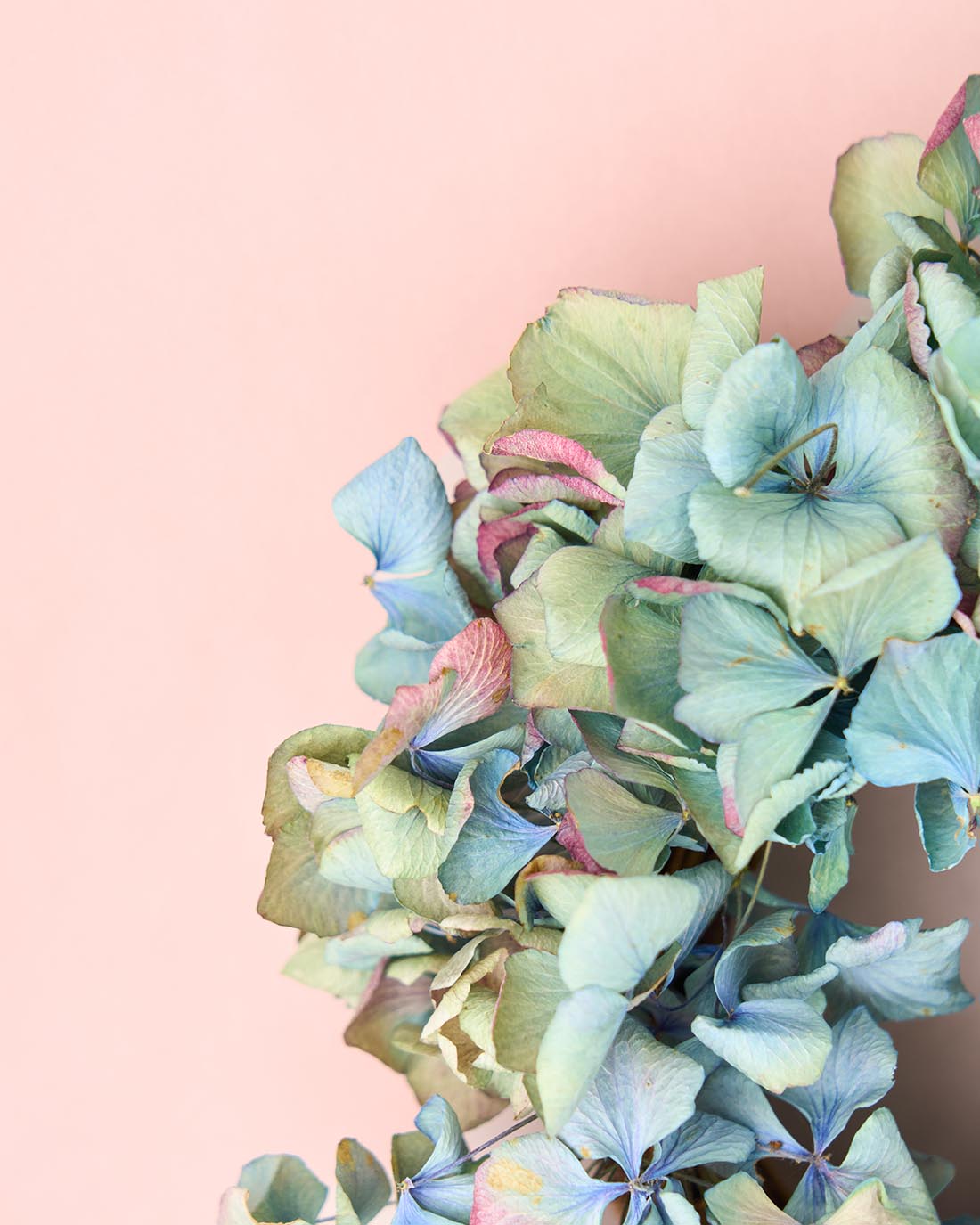 ＜マジックアワー＞紫陽花のミニリース