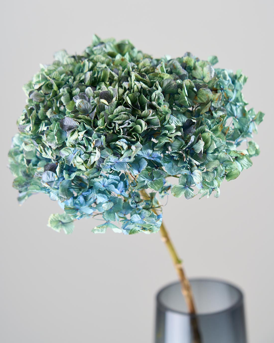 ドライフラワー］深海にたゆたう、ブルーグリーンの紫陽花 商品ページ