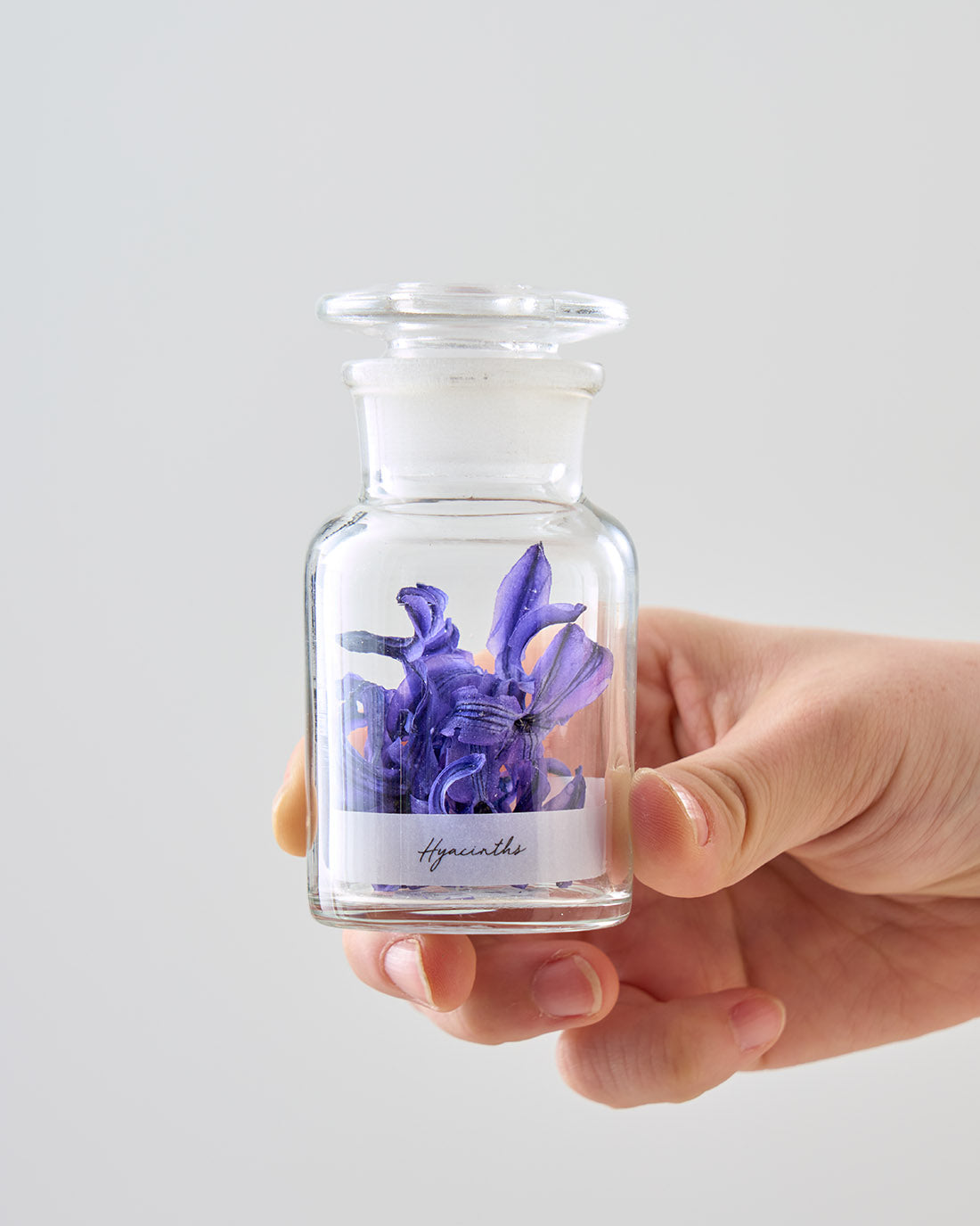 季節の彩りを閉じ込めた、ヒヤシンスの植物標本