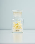 季節の彩りを閉じ込めた、ヒヤシンスの植物標本