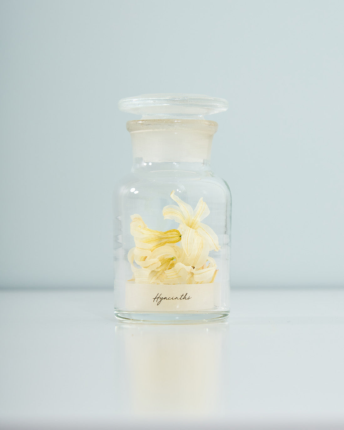 季節の彩りを閉じ込めた、ヒヤシンスの植物標本