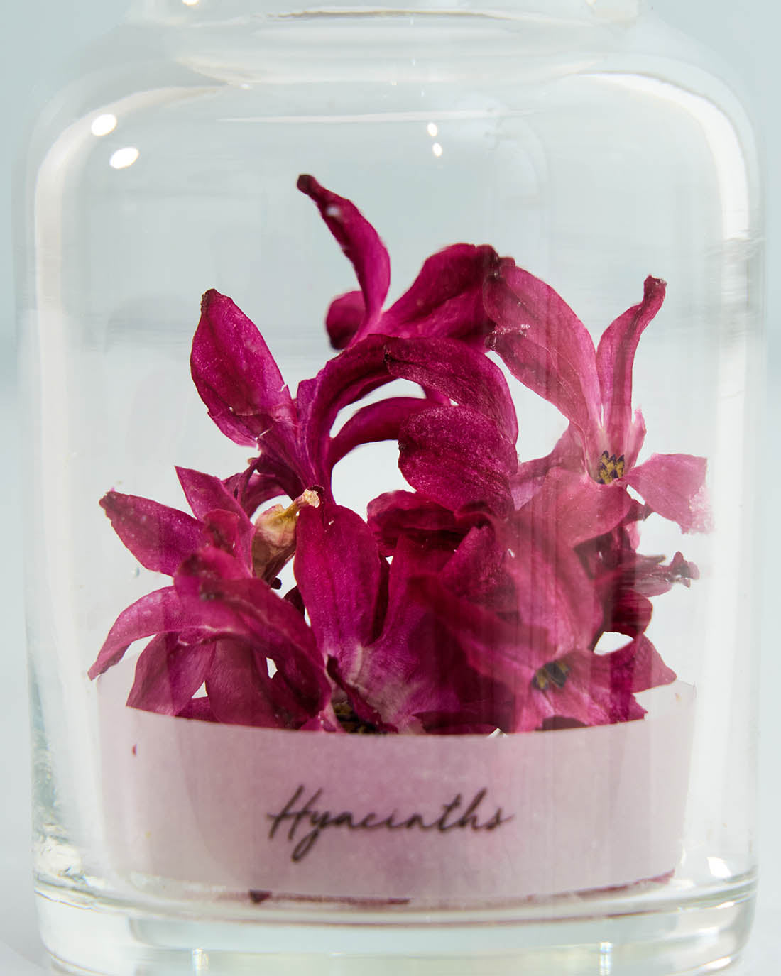 季節の彩りを閉じ込めた、ヒヤシンスの植物標本