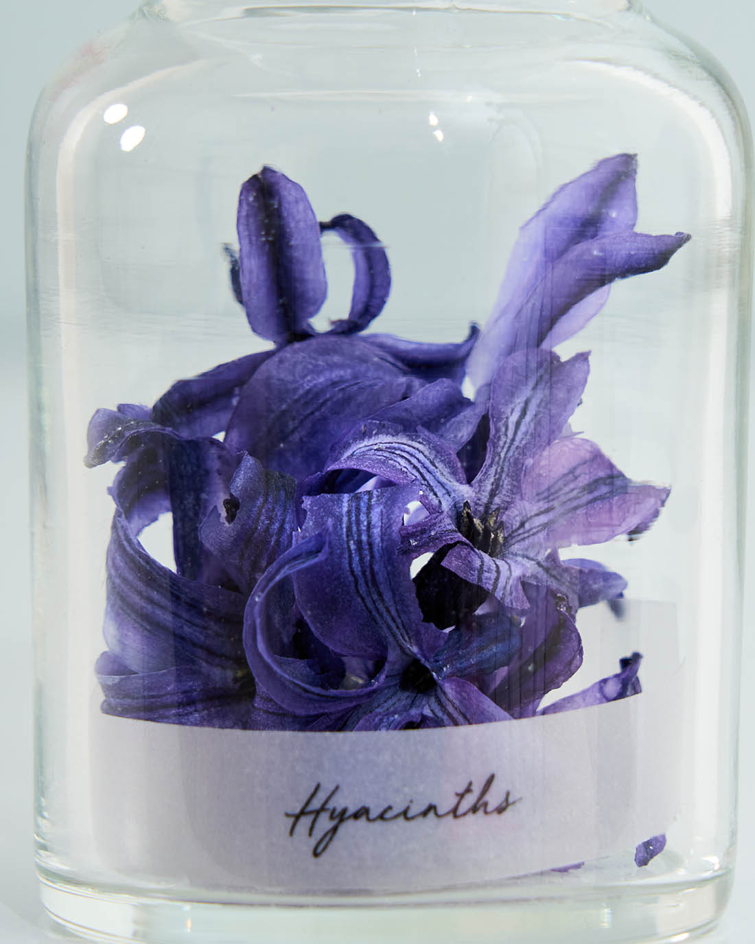 季節の彩りを閉じ込めた、ヒヤシンスの植物標本