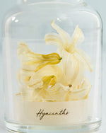 季節の彩りを閉じ込めた、ヒヤシンスの植物標本