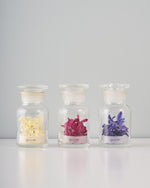 季節の彩りを閉じ込めた、ヒヤシンスの植物標本