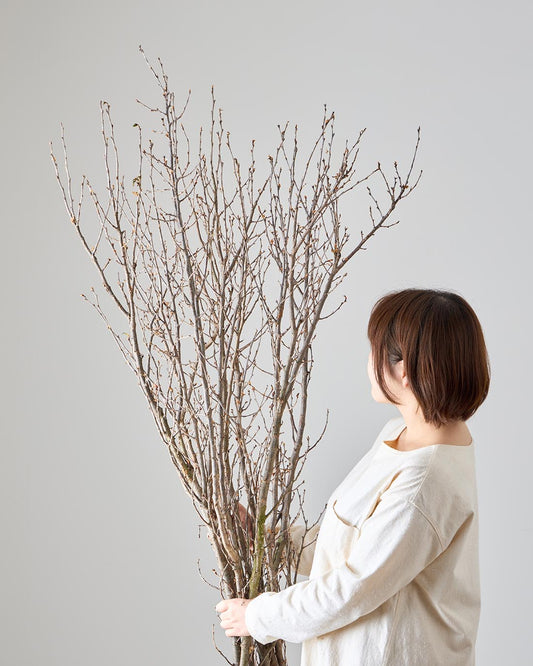 ［BIGボタニカル｜ドライ］桜の枝