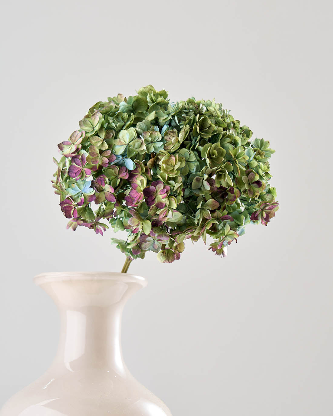 ［ドライフラワー］紫陽花 ユーアンドミートゥギャザー
